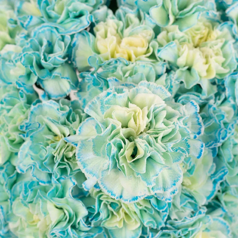Sky Blue Carnation Flower seeds for Planting - Compact Growth, Heirloom & GMO Free Seeds for Home Garden