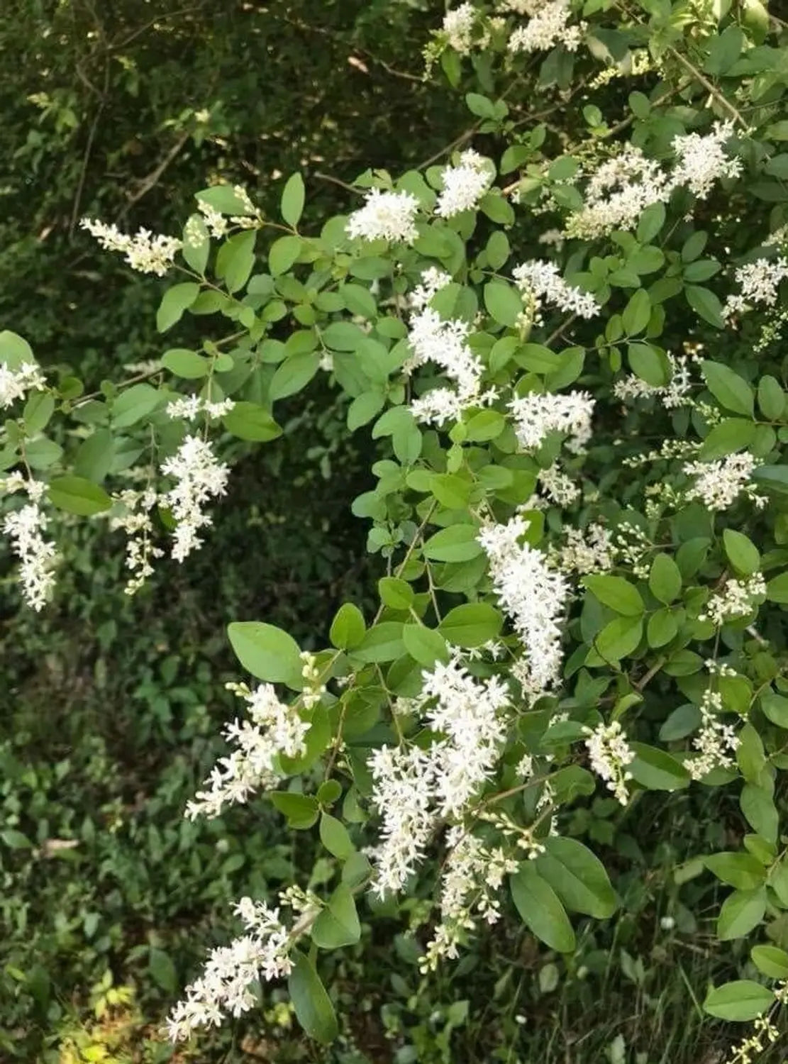 White Ligustrum Flower seeds for Planting - Fragrant Blossoms, Heirloom & GMO Free Seeds for Home Garden