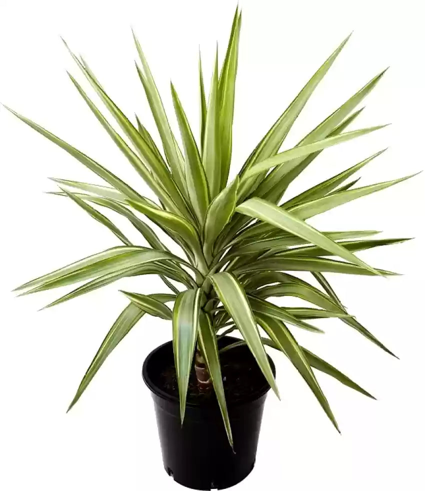 Green Dracaena Palm Flower seeds for Planting - Bright Blooms, Heirloom & GMO Free Seeds for Home Garden
Sale seeds for home garden