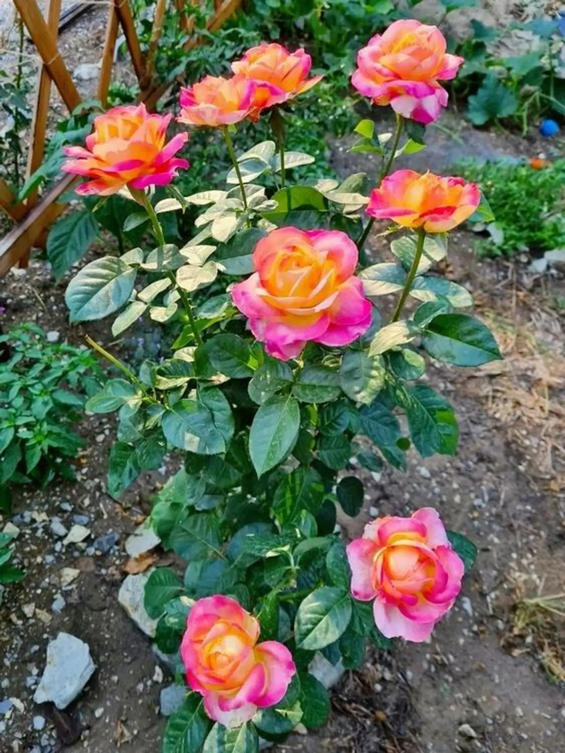 Tricolour Rose Standard Flower seeds for Planting - Colorful Display, Heirloom & GMO Free Seeds for Home Garden