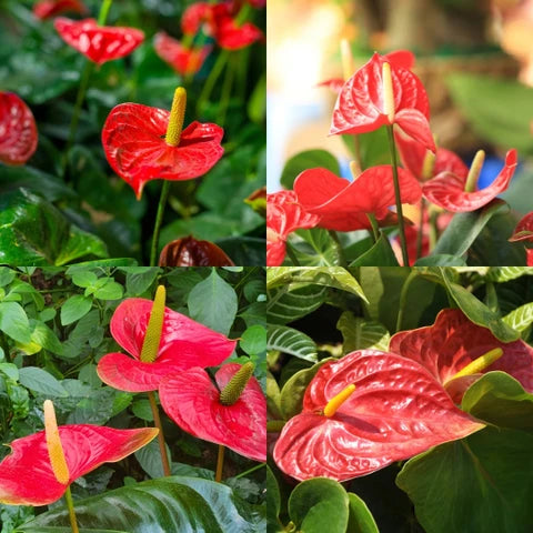 Anthurium 'Cavalli' Flower Seeds for Planting Long Bloom Season Heirloom & GMO Free Seeds for Home Garden
Sale