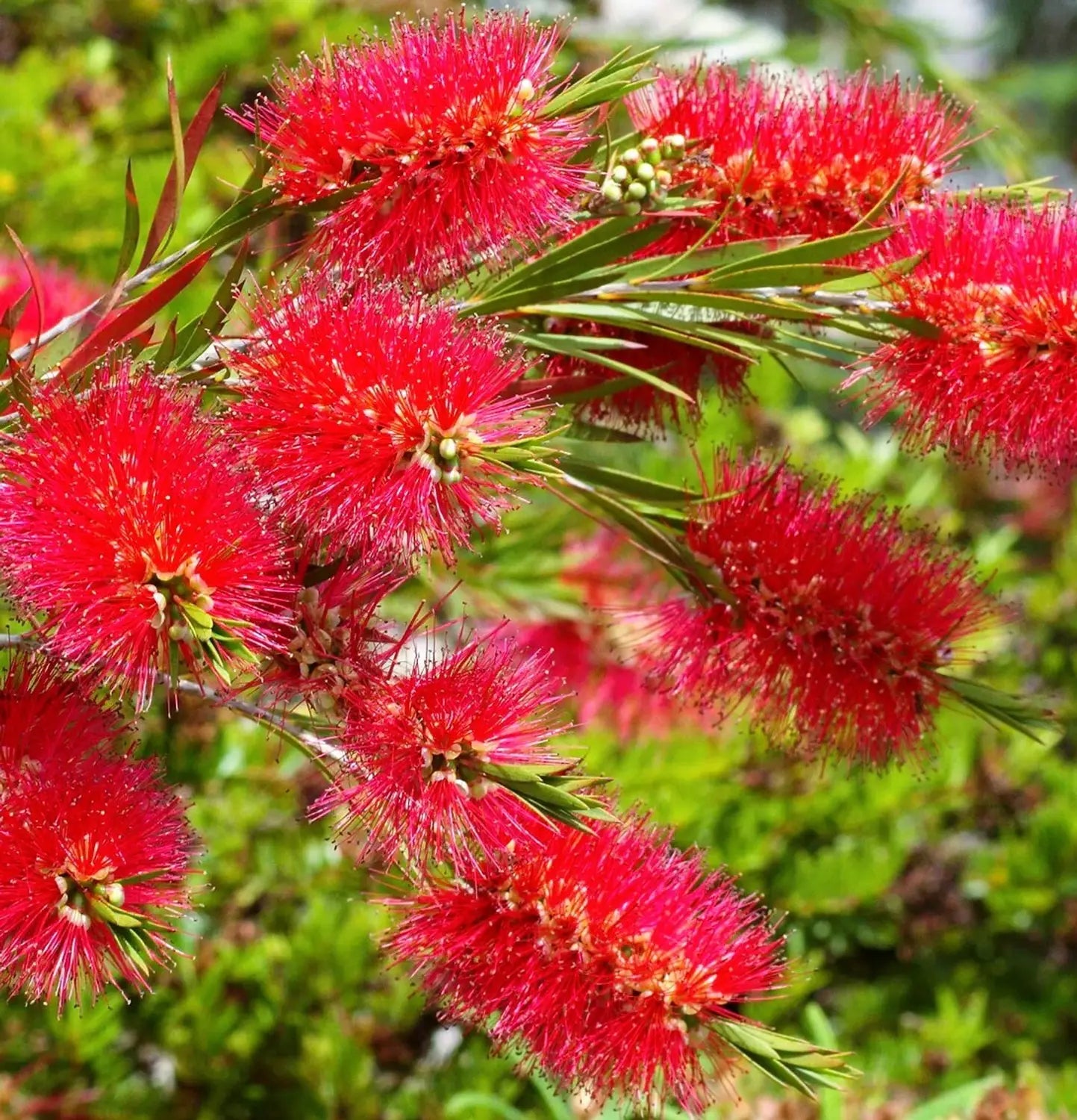 Brush Flower seeds for Planting - Drought Tolerant, Heirloom & GMO Free Seeds for Home Garden