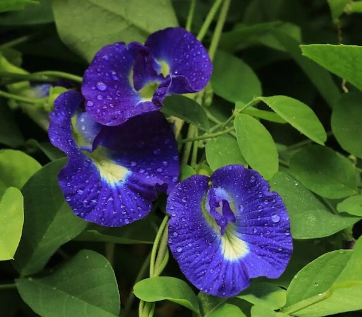 Clitoria Flower seeds for Planting - Seasonal Bloomer, Heirloom & GMO Free Seeds for Home Garden
