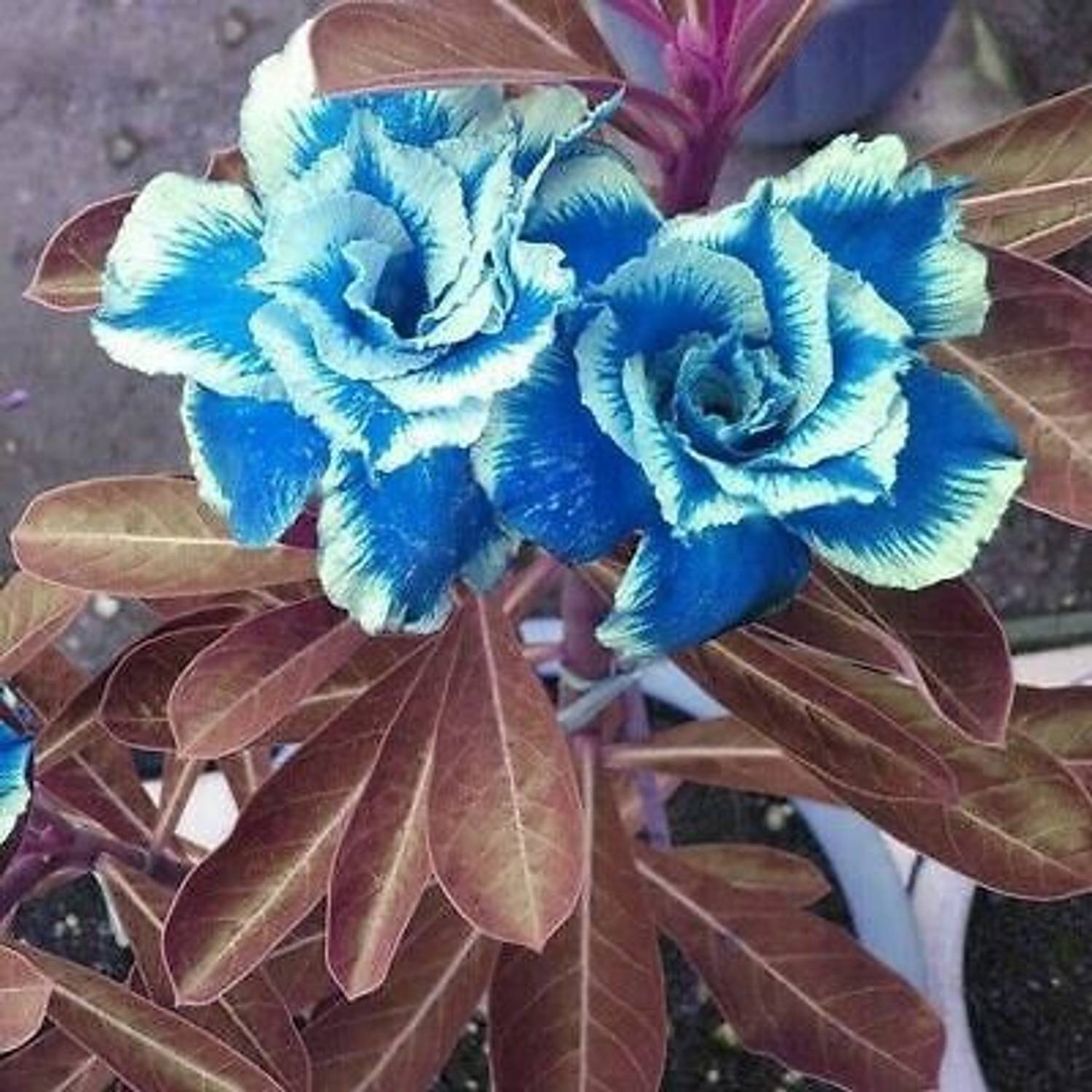 Sky Blue Adenium Obesum Seeds Flower seeds for Planting Low Maintenance Heirloom & GMO Free Seeds for Home Garden