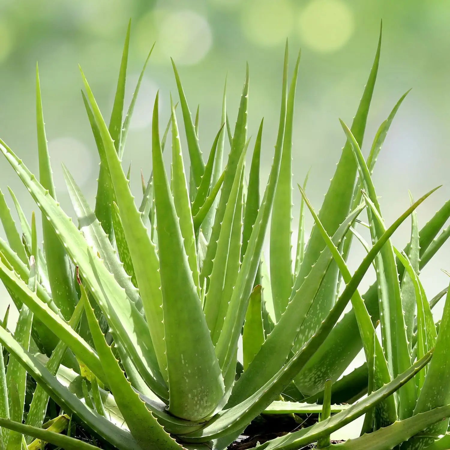 Green Aloe Vera for Planting Garden Favorite Heirloom & GMO Free Seeds for Home Garden
Sale