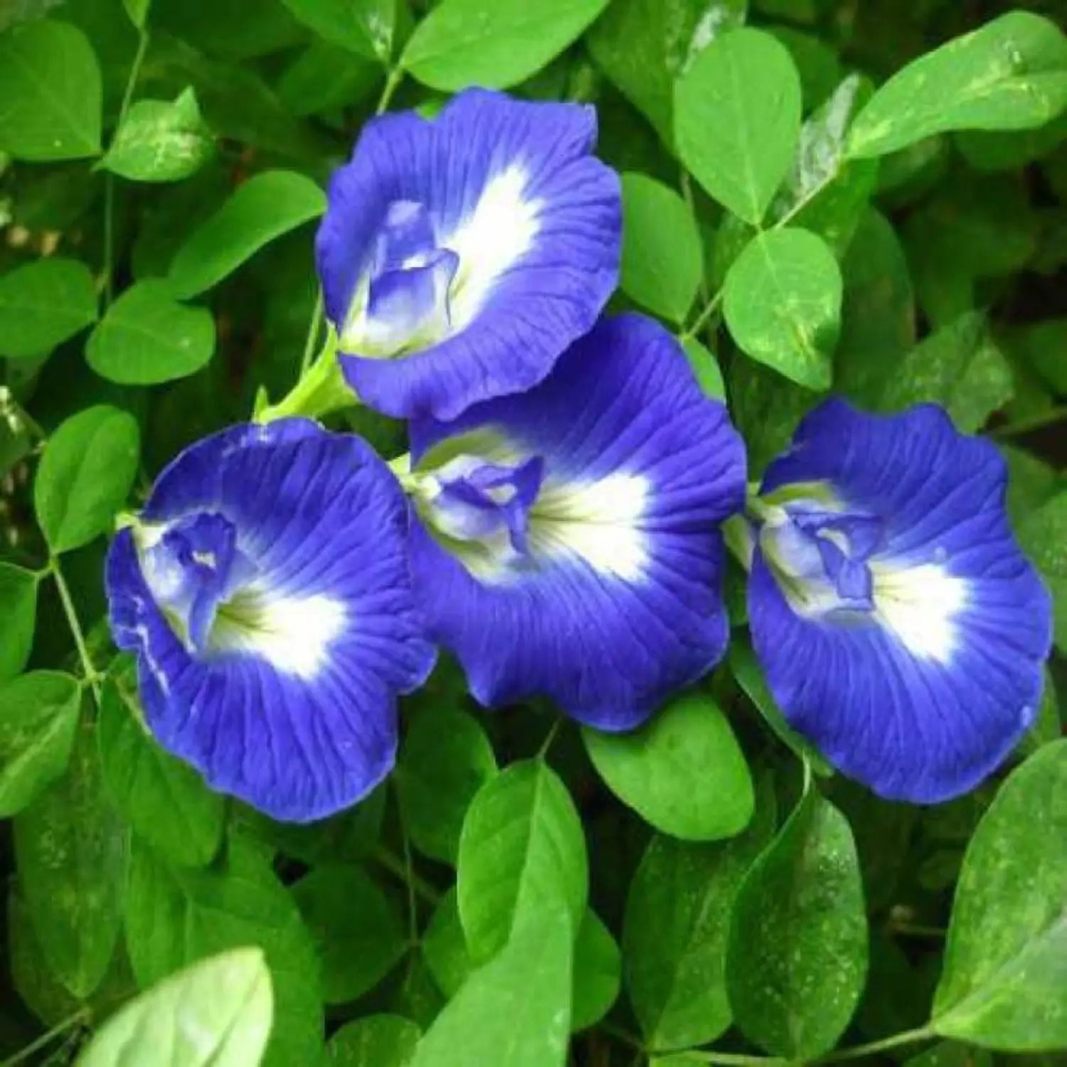 Clitoria Flower seeds for Planting - Seasonal Bloomer, Heirloom & GMO Free Seeds for Home Garden