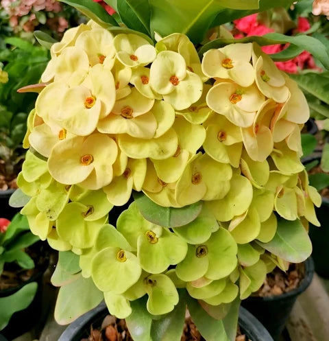 Green Euphorbia Milii Flower seeds for Planting - Cut Flower Favorite, Heirloom & GMO Free Seeds for Home Garden
