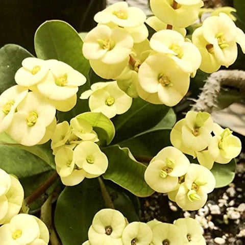 Green Euphorbia Milii Flower seeds for Planting - Cut Flower Favorite, Heirloom & GMO Free Seeds for Home Garden
