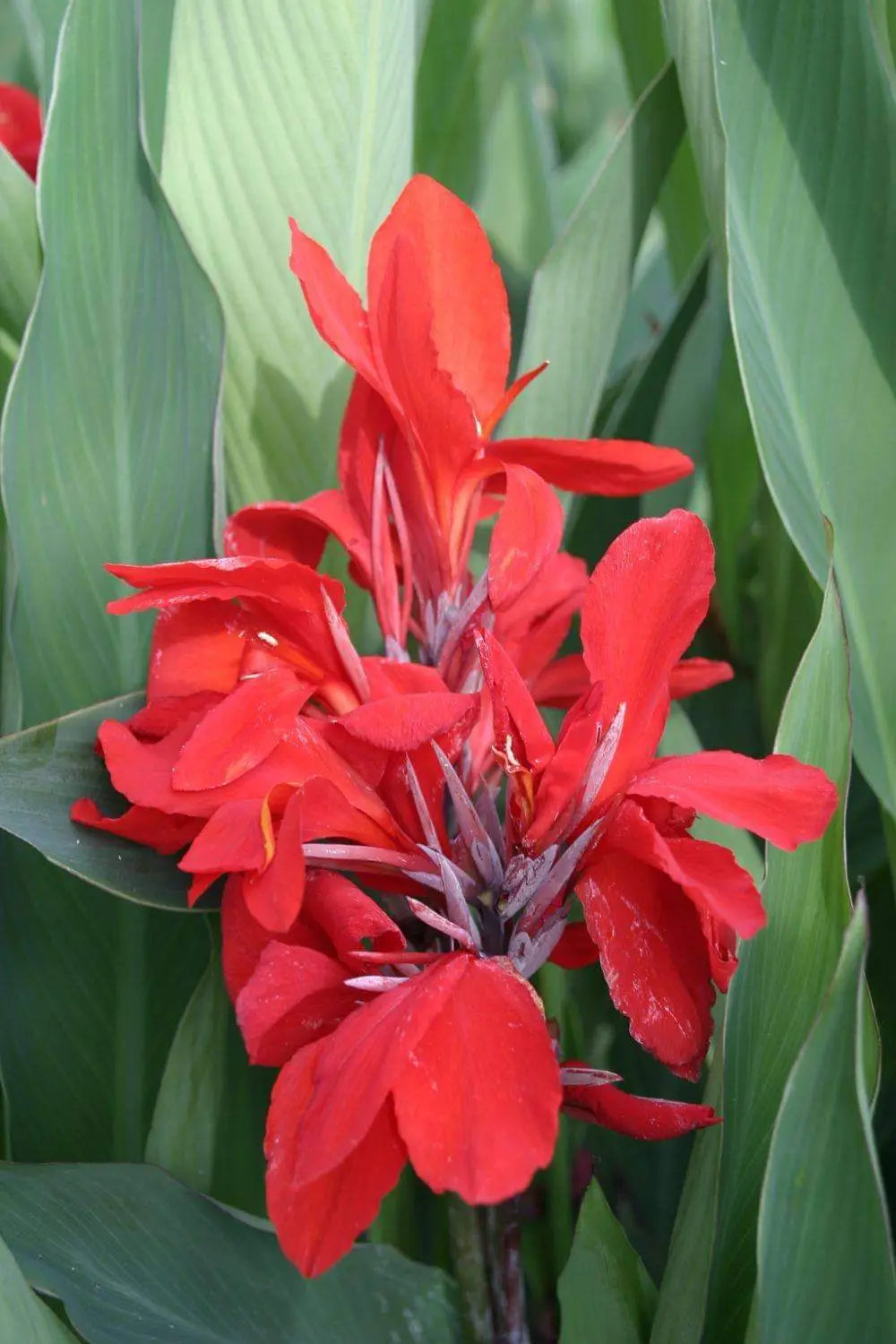 Canna Flower seeds for Planting - Perfect for Borders, Heirloom & GMO Free Seeds for Home Garden