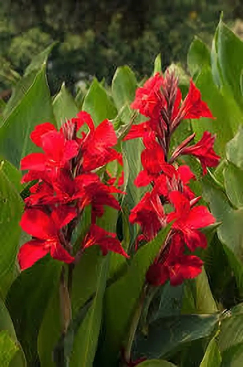 Canna Flower seeds for Planting - Perfect for Borders, Heirloom & GMO Free Seeds for Home Garden