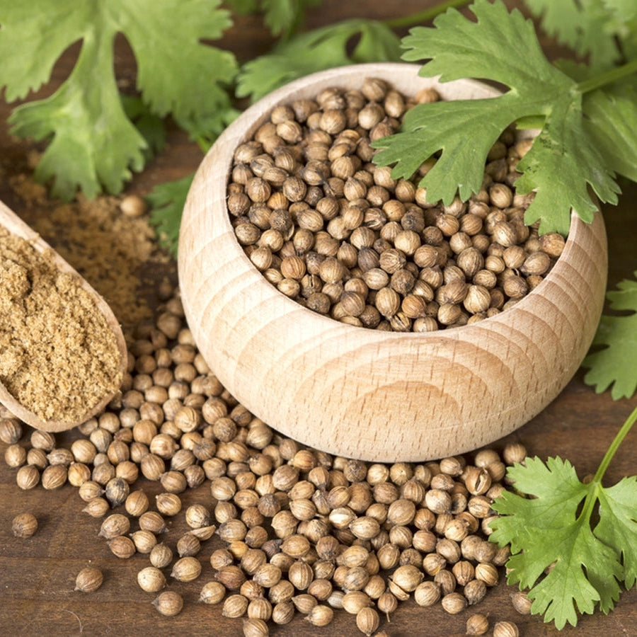 Heirloom Cilantro Seeds – Easy to Grow Green Herb for Kitchen Gardens