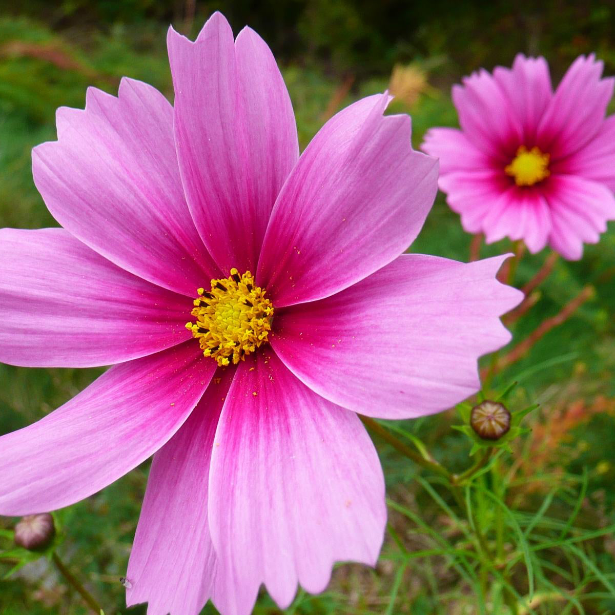 Organic Cosmos bipinnatus Seeds – Bright Daisy-Like Garden Flowers