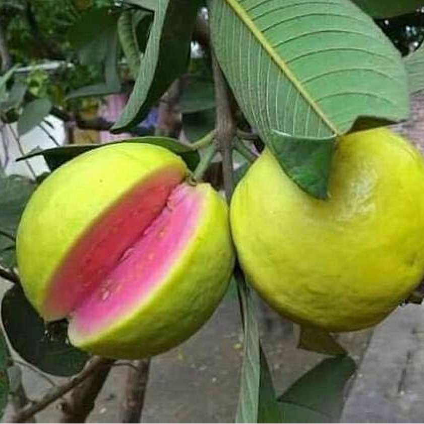 Organic Guava Plant Seeds – Vitamin-Rich Fruit Tree for Pots & Orchards