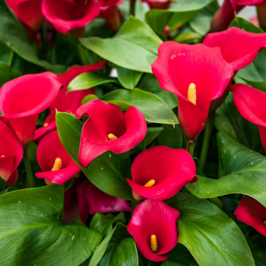 Heirloom Calla Lily Seeds – Non-GMO Tropical Flower for Home Décor