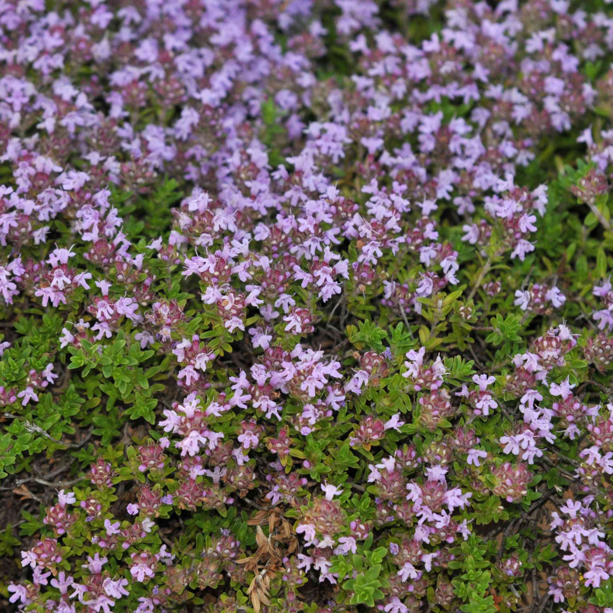 Organic Creeping Thyme Seeds – Low-Growing Herb for Landscaping