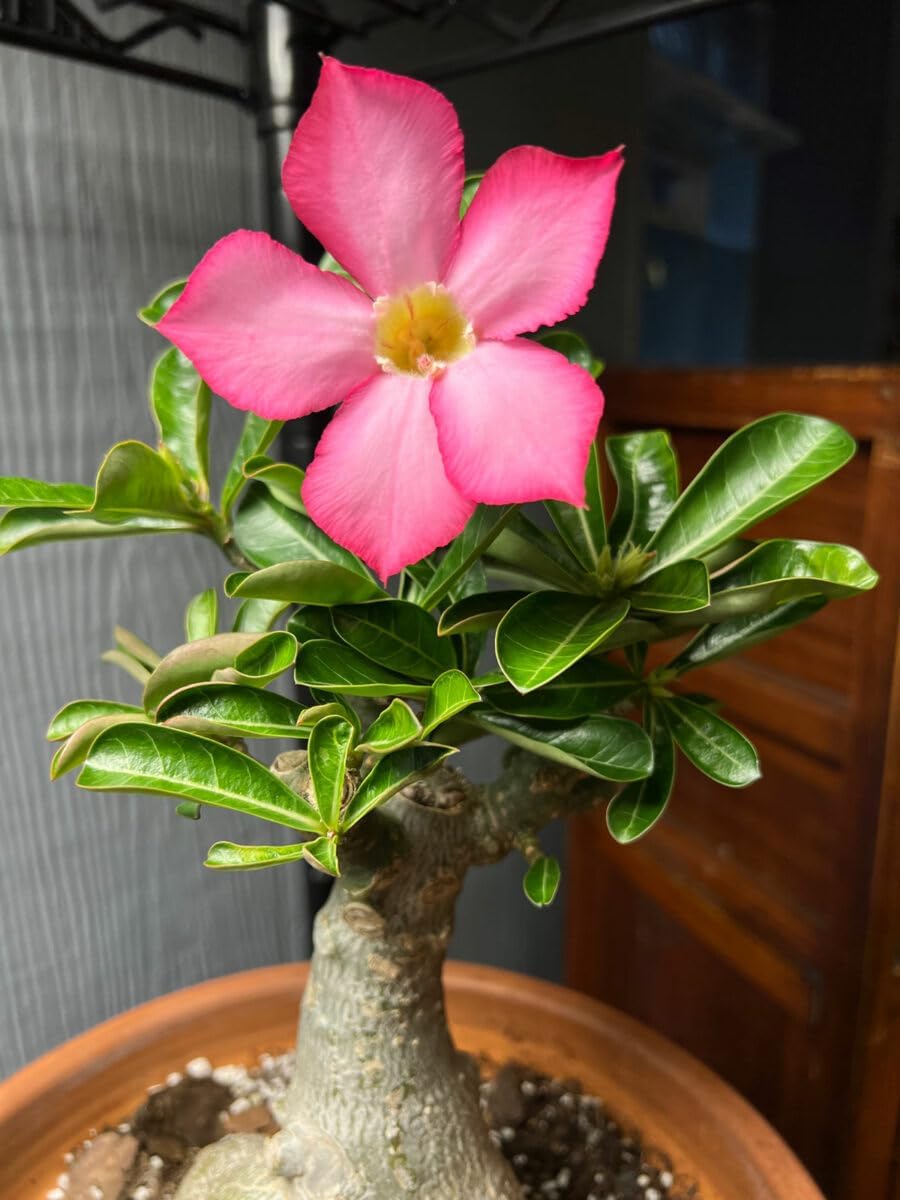 Non-GMO Adenium Desert Rose Seeds