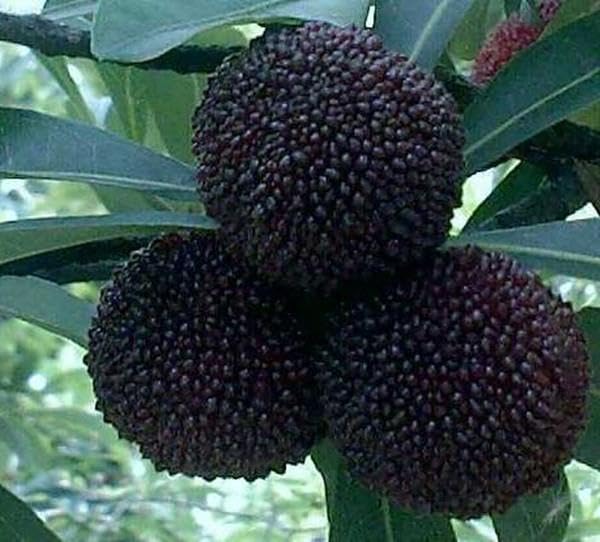 Non-GMO Arbutus seeds for perennial garden planting
