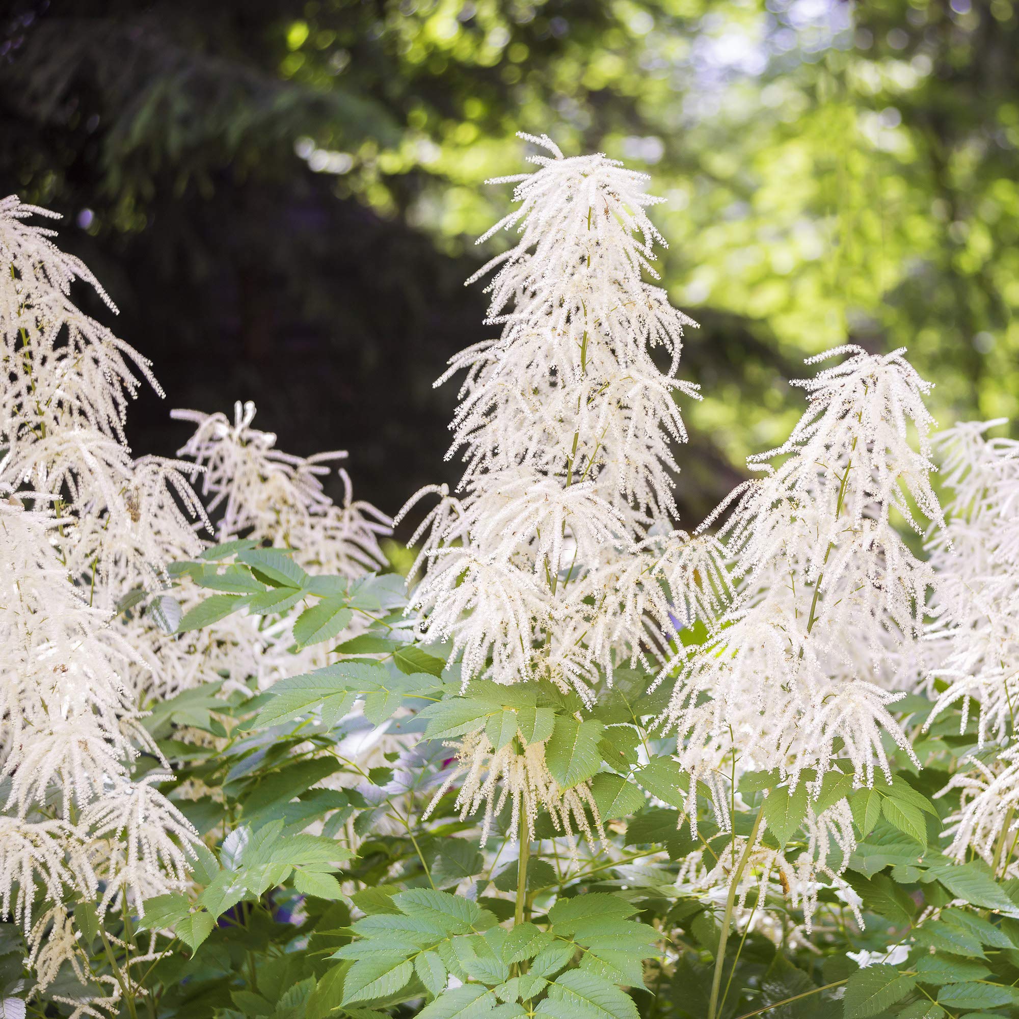 Non-GMO Aruncus Flower Seeds