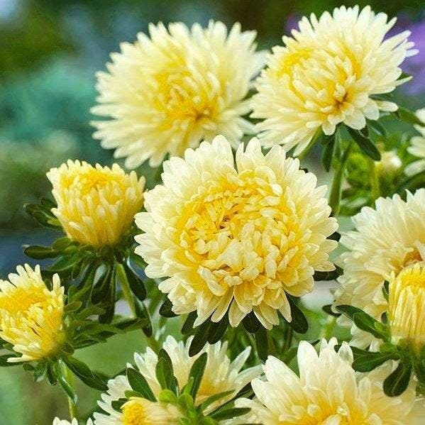 Non-GMO Aster Seeds for Home Gardening