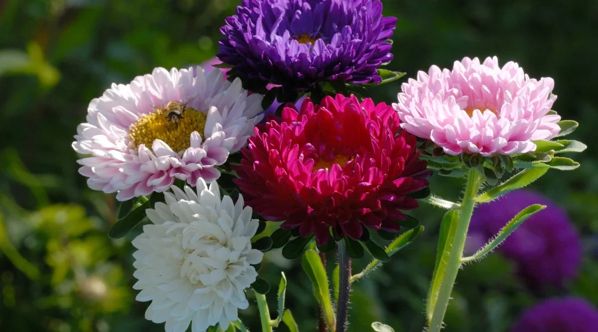 Non-GMO Aster Seeds for Planting