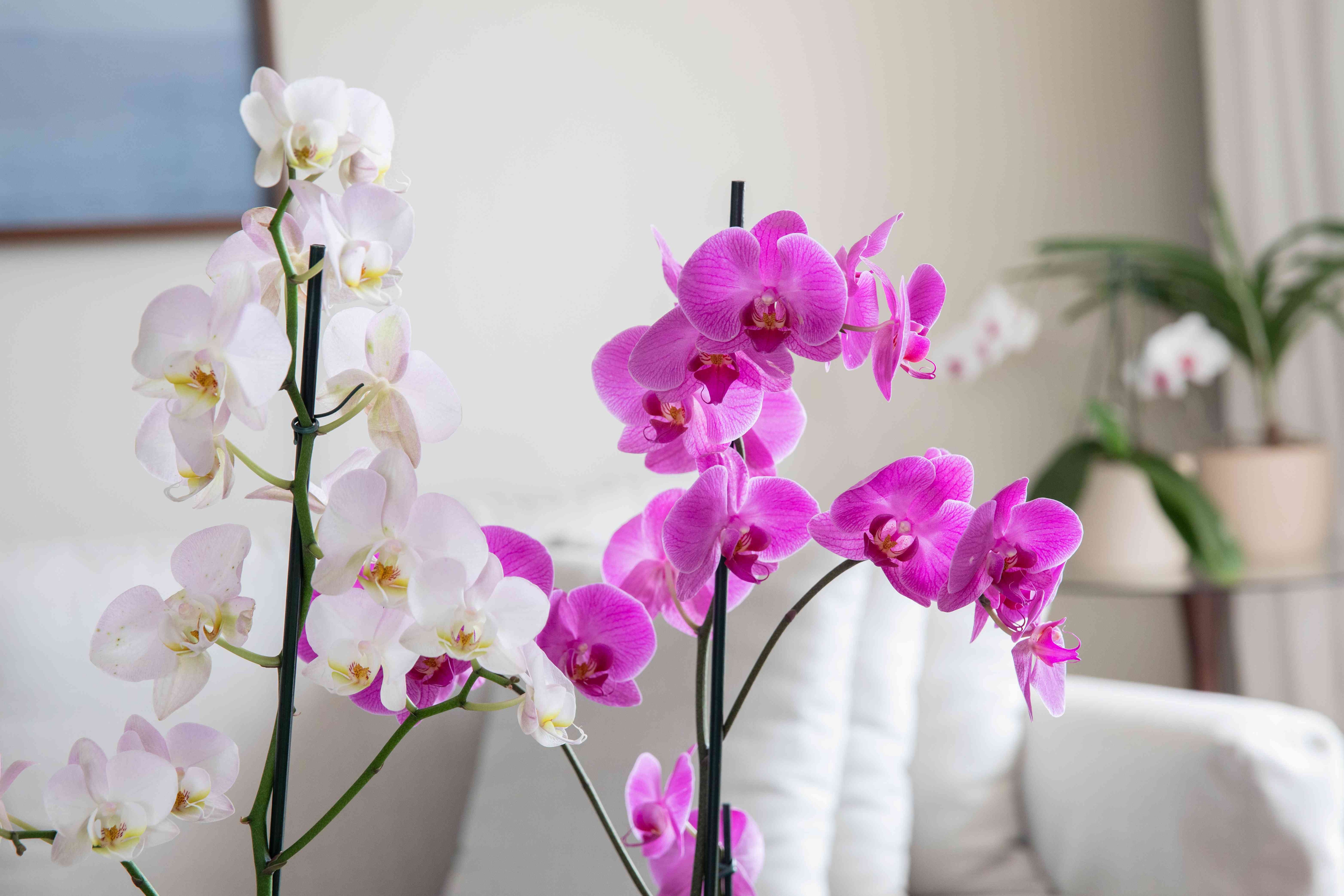 Non-GMO Baby Pink Orchid Seeds