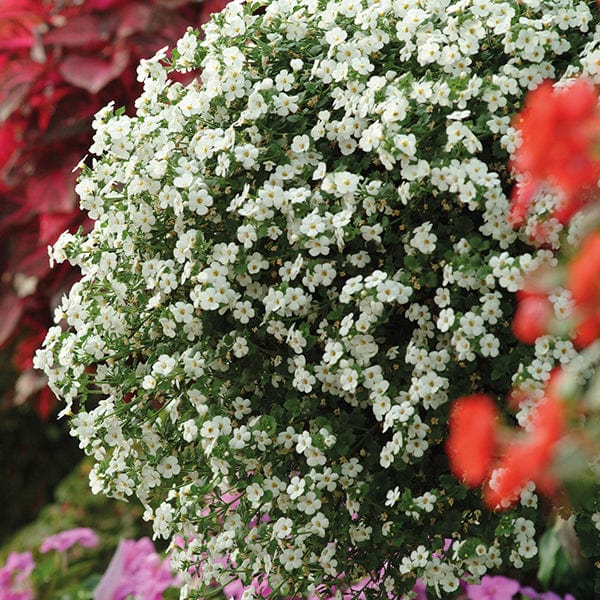 Non Gmo Bacopa Seeds