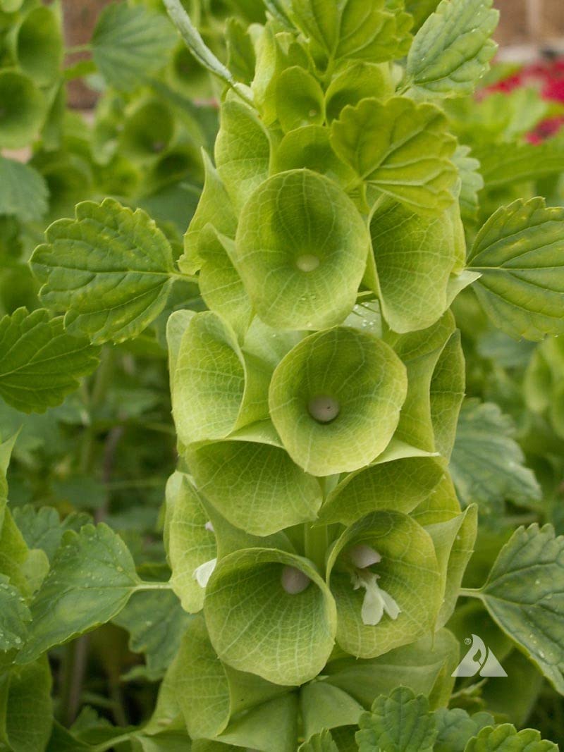 Non Gmo Bell Green Seeds