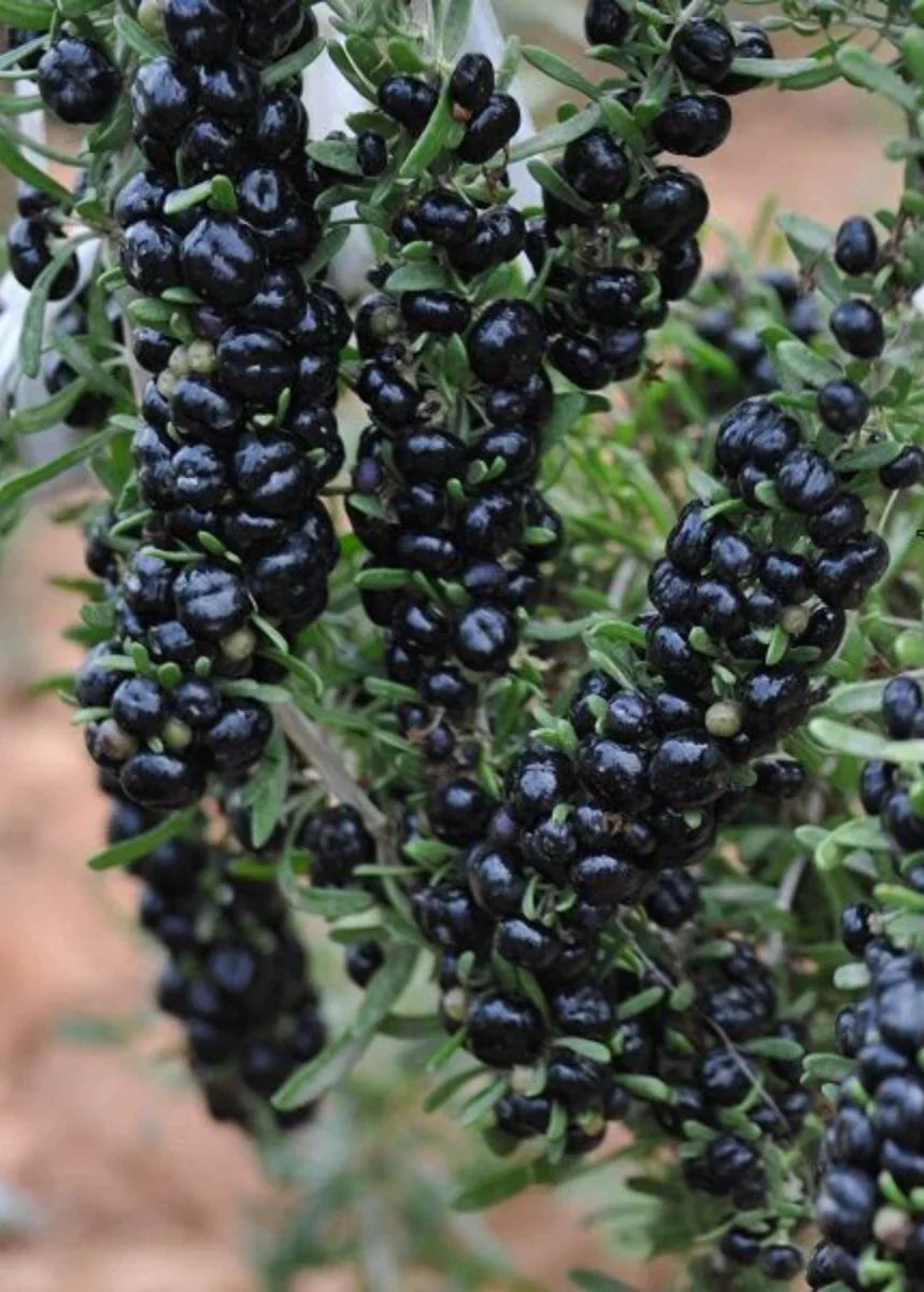 Non-GMO black goji seeds for antioxidant-rich planting