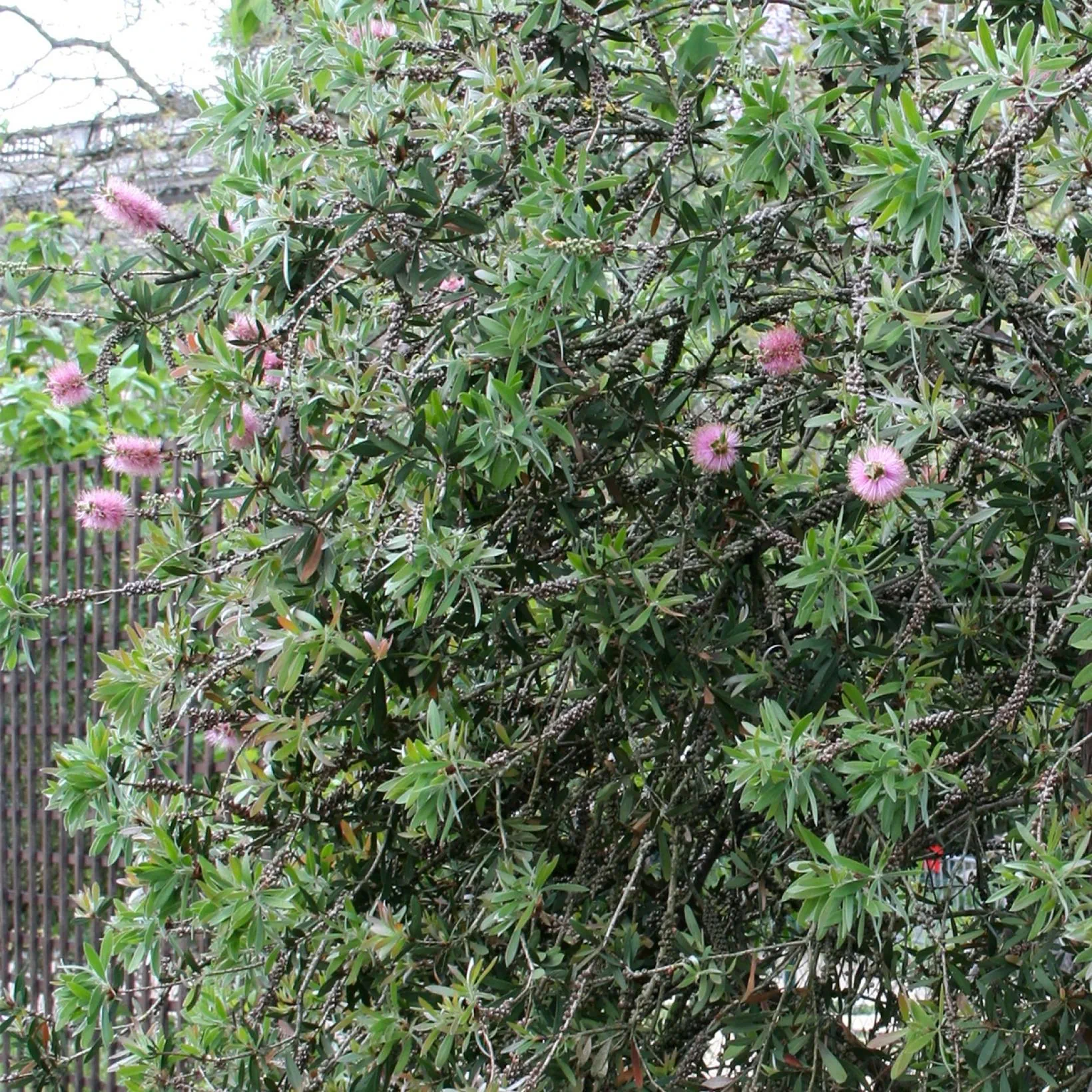 Non-GMO Callistemon Violaceus Seeds