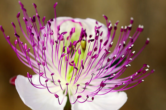 Non-GMO Caper Bush Seeds Pack for Growing Edible Capers