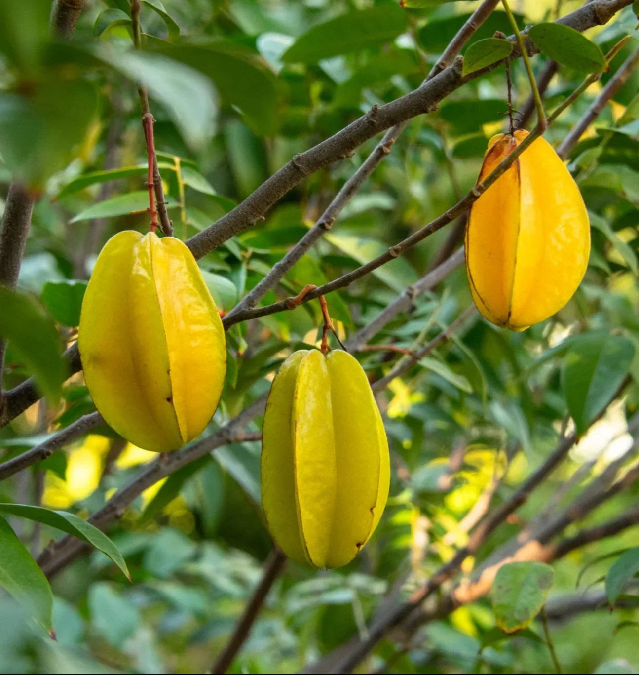 Non-GMO carambola seeds for tropical planting