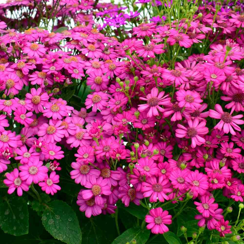 Non Gmo Cineraria Seeds