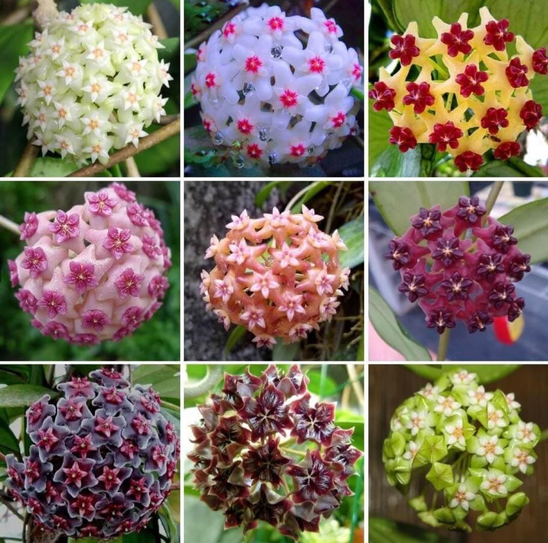 Non-GMO Exotic Hoya Flower Seeds