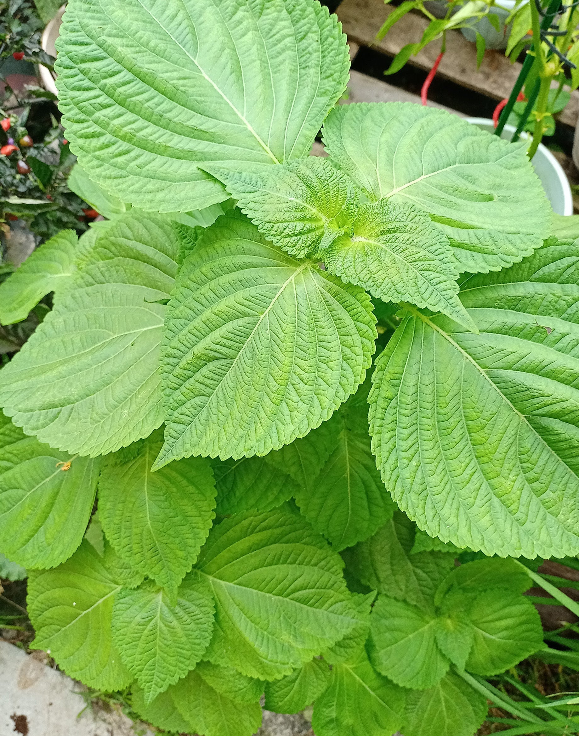 Non-GMO Green Shiso herb seeds for ornamental gardens