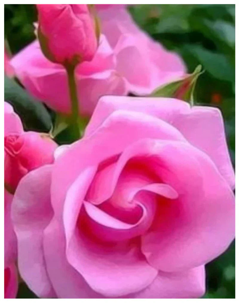 Non-GMO Holland Rose Seeds for Elegant Garden Planting