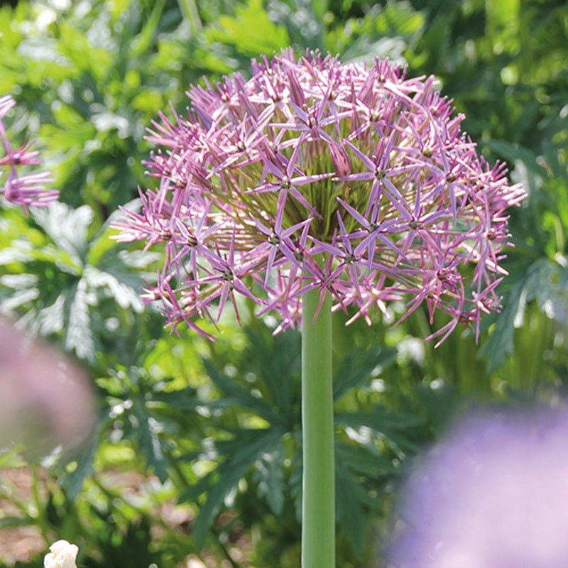 Non-GMO Johnsons Plant Seeds