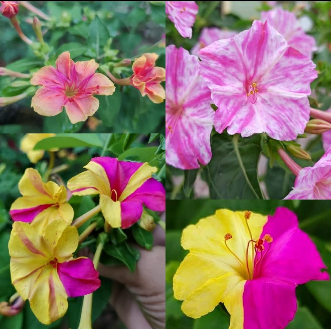 Non Gmo Mirabilis Flower Seeds
