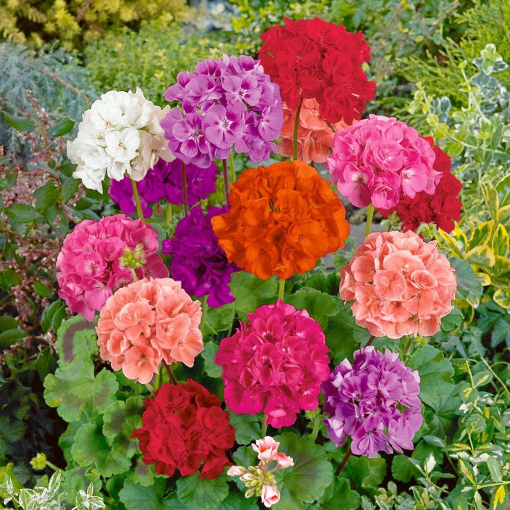 Non-GMO Mixed Geranium Flower Seeds