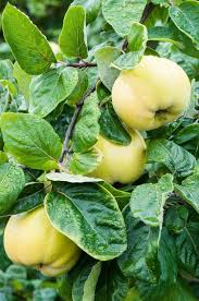 Non-GMO quince seeds for easy fruit tree cultivation