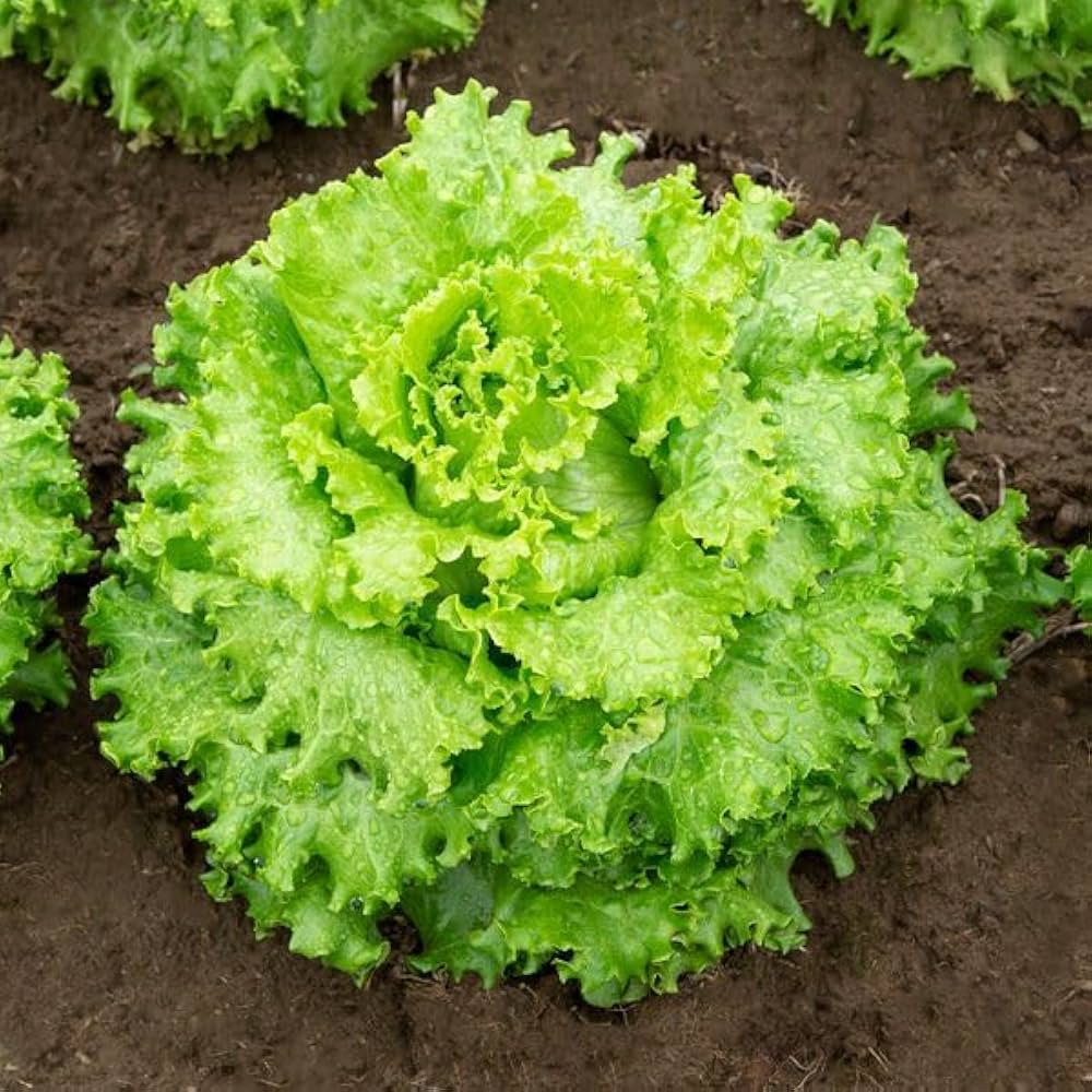 Non-GMO Mixed Salad Greens seeds