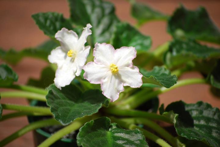 Non Gmo White Saintpaulia Seeds
