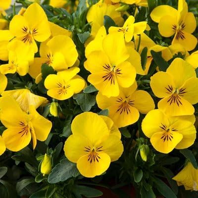 Non GMO Calibrachoa flower seeds for planting