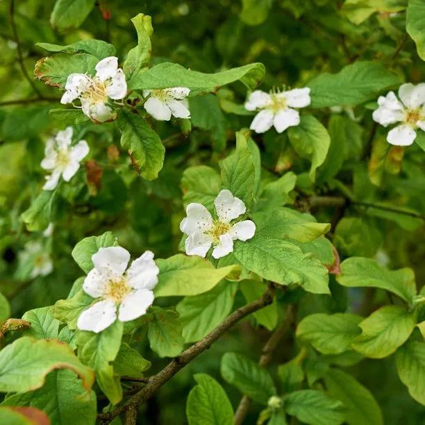 Brown Mespilus Germanica Flower seeds for Planting - Compact Growth, Heirloom & GMO Free Seeds for Home Garden
