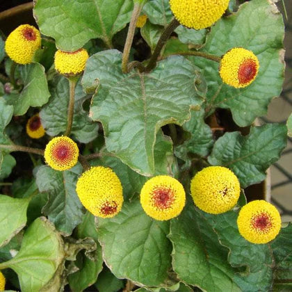 Acmella Oleracea Flower seeds for Planting - Cut Flower Favorite, Heirloom & GMO Free Seeds for Home Garden