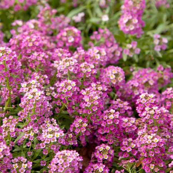 Pink Lobularia Flower seeds for Planting - Fragrant Blossoms, Heirloom & GMO Free Seeds for Home Garden