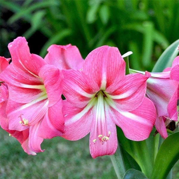 Pink Amaryllis Barbados Seeds for Planting Fragrant Blossoms Heirloom & GMO Free Seeds for Home Garden
Sale