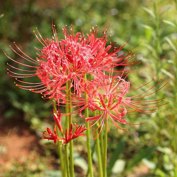 Japanese Radiata Lycoris Flower Seeds
