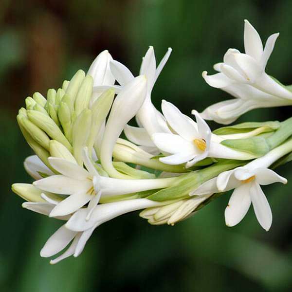 Asperata Flower seeds for Planting - Hardy Variety, Heirloom & GMO Free Seeds for Home Garden