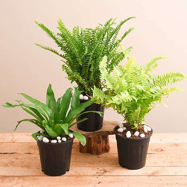 Green White Fern for Planting Hardy Variety Heirloom & GMO Free Seeds for Home Garden
Sale