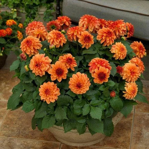 Dark Orange Dahlia Flower Seeds for Planting Wildflower Mix Heirloom & GMO Free Seeds for Home Garden
Sale